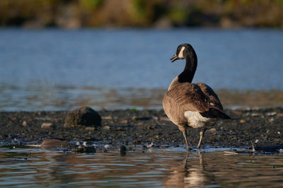 Duck on a lake