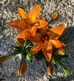 High angle view of orange flowering plant