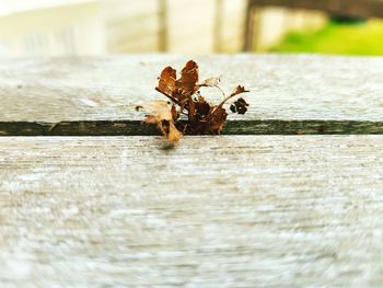 Close-up of insect on wood