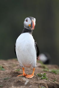 Close-up of puffin perching on rock