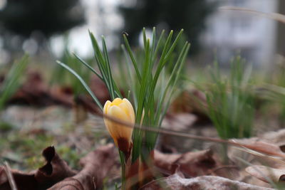 plant