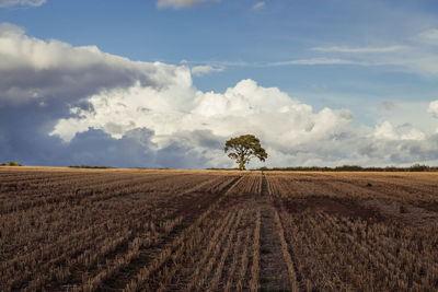 Scenic view of agricultural field against sky