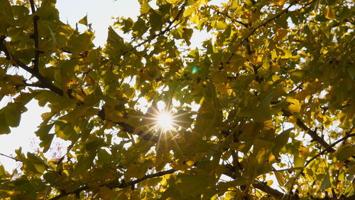 Low angle view of sunlight streaming through tree