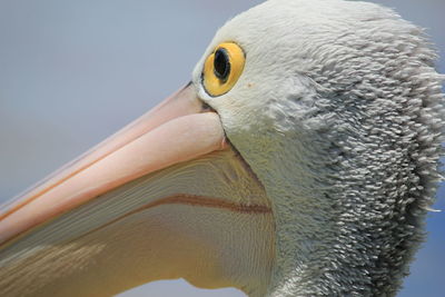 Close-up side view of a bird
