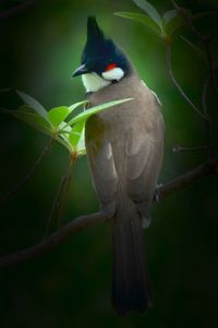 Close-up of bird perching on wall