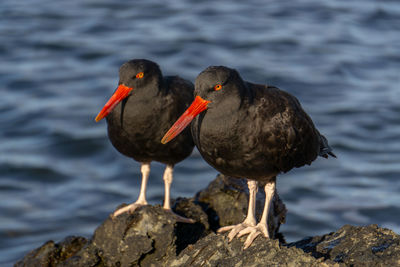 Close-up of bird perching on rock