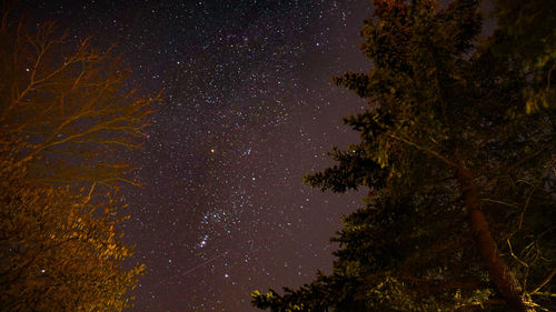 Low angle view of tree against sky at night