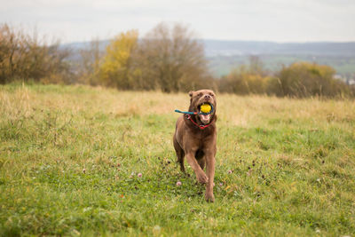 Dog on field running