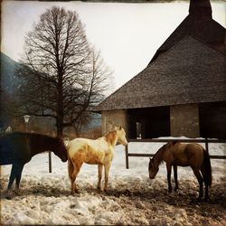 Horses standing by barn on field against sky