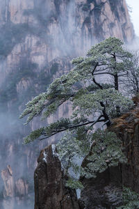 Low angle view of tree in forest