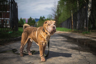 Dog looking away on footpath