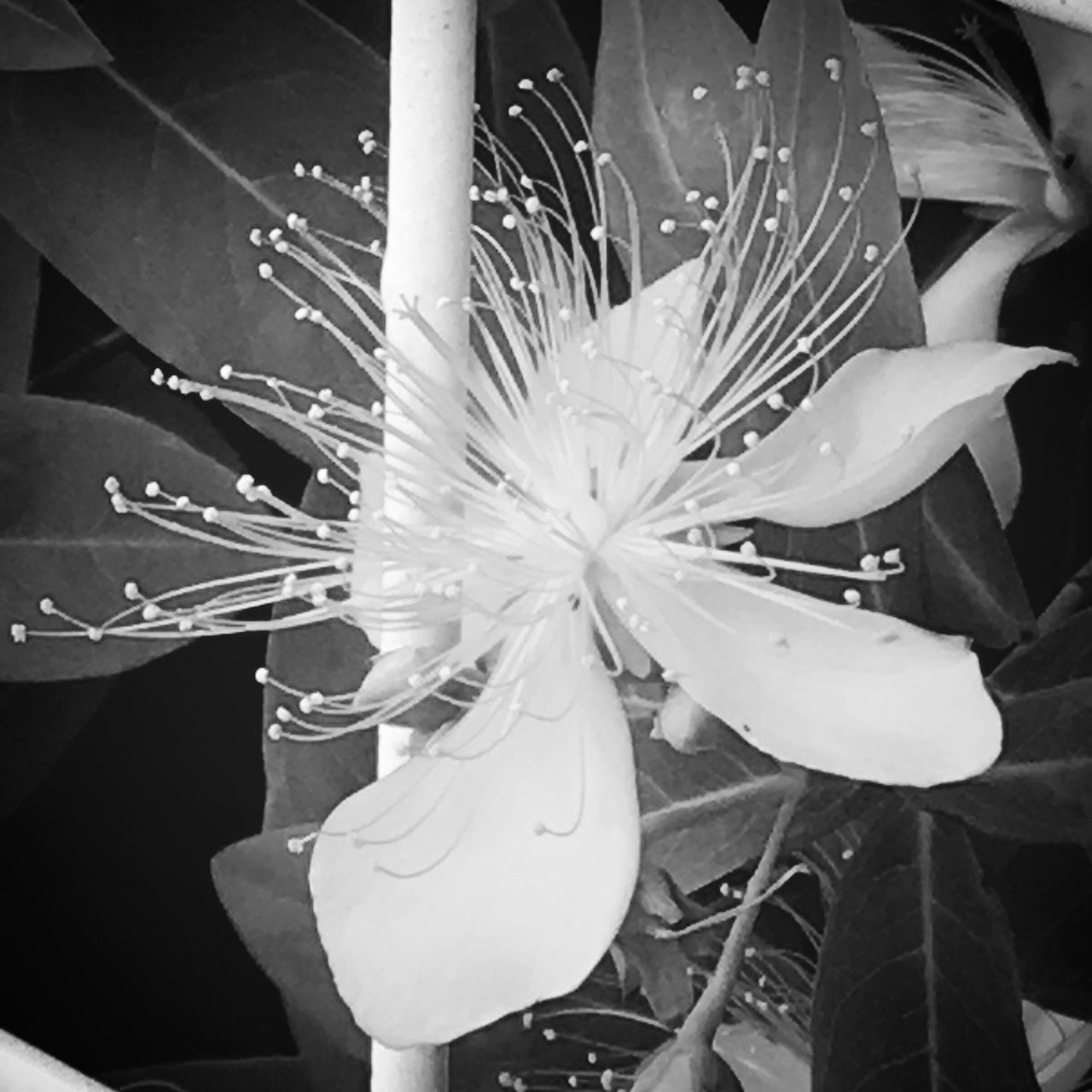 CLOSE-UP OF FLOWER IN WATER