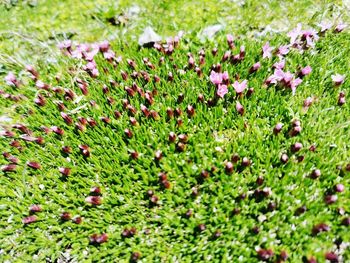 High angle view of flowering plants on land