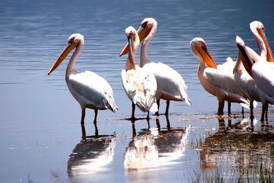 Close-up of pelican on lake