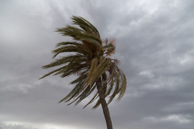 Low angle view of palm trees against cloudy sky