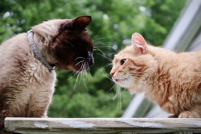 Close-up of two cats