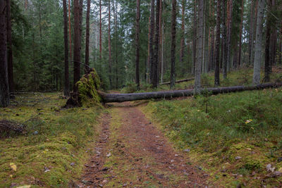 Trees growing in forest