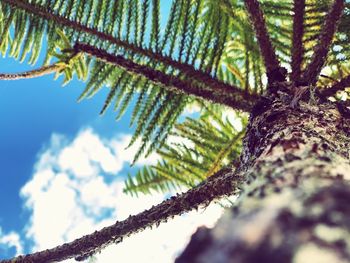 Low angle view of lichen growing on tree against sky