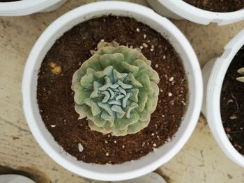 High angle view of potted plant in bowl on table