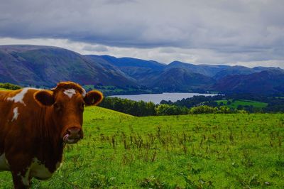 Cows on field against sky