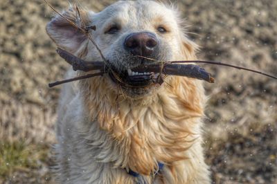 Close-up portrait of dog