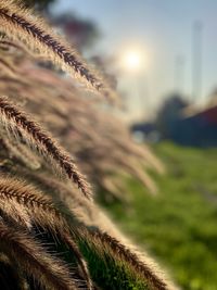 Close-up of rope on field against sky