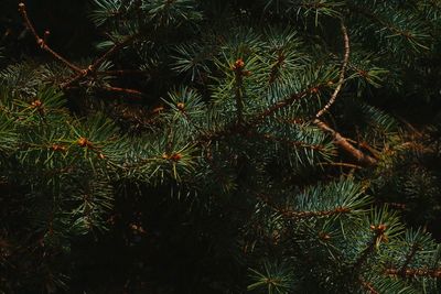 High angle view of pine tree