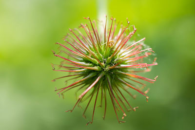 Close-up of pine flower