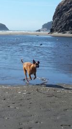 Dog on beach against sky