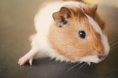 Close-up of a rabbit looking away