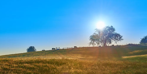 Scenic view of field against clear blue sky