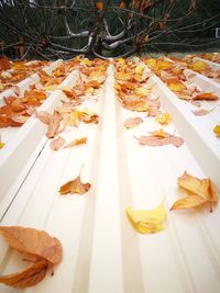 Close-up of autumn leaves on table