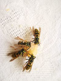 High angle view of wasps
