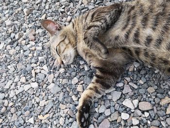 High angle view of cat on stone