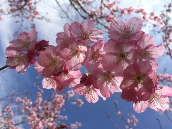 Close-up of pink flowers on branch