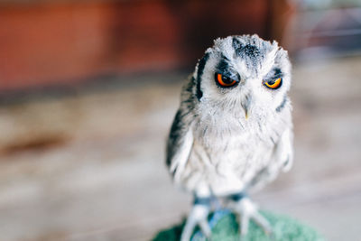 Close-up of owl perching outdoors