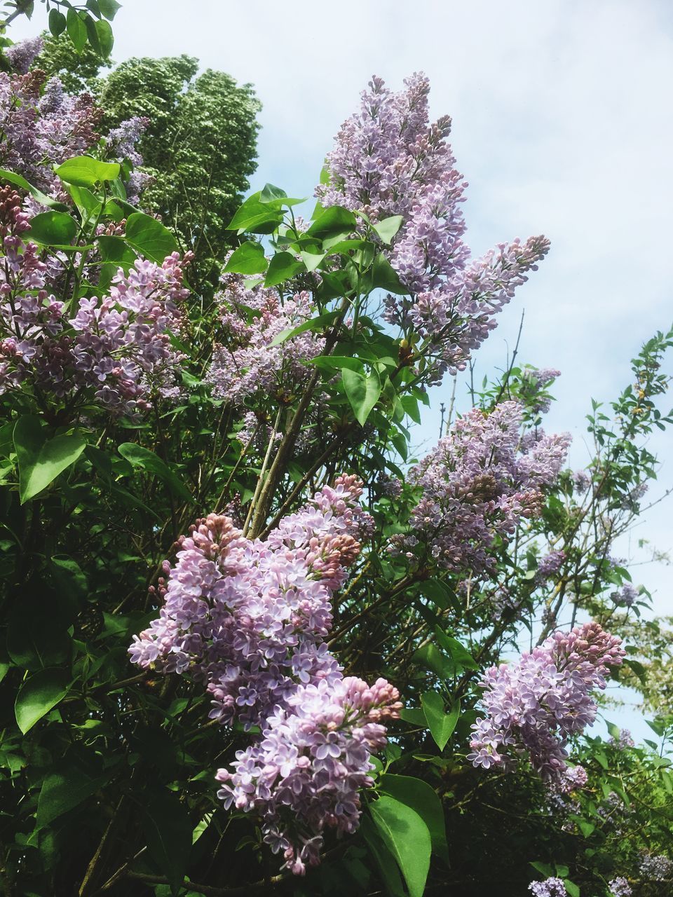 CLOSE-UP OF PINK FLOWERING PLANTS