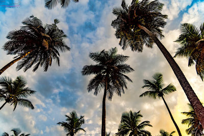 Low angle view of palm trees against sky