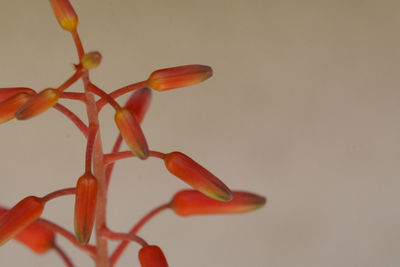 Close-up of red rose