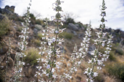 Close-up of flowers growing on tree