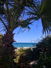 Palm tree by sea against sky