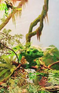 Close-up of lizard in a lake