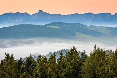 Trees in forest against sky