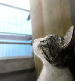 Close-up of a cat looking away