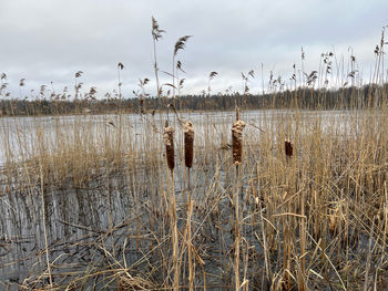 wetland