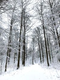 Low angle view of snow covered trees in forest