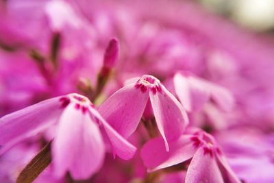 Close-up of pink flower blooming outdoors