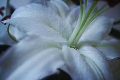 Close-up of flower