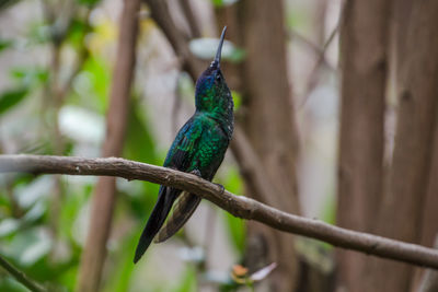 Close-up of peacock perching on branch