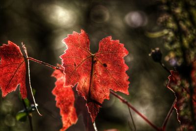 Close-up of red leaves